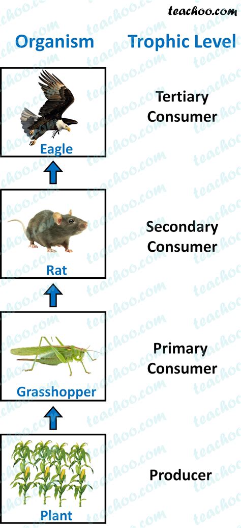 Food Chain Trophic Levels Ppt Food Chains Trophic Levels Powerpoint