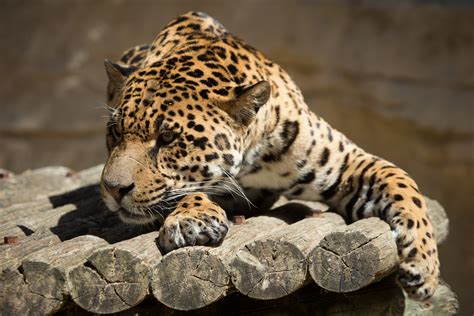 Big Cats Jaguar