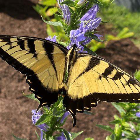 Eastern Tiger Swallowtail Butterfly Delaware Nature Society