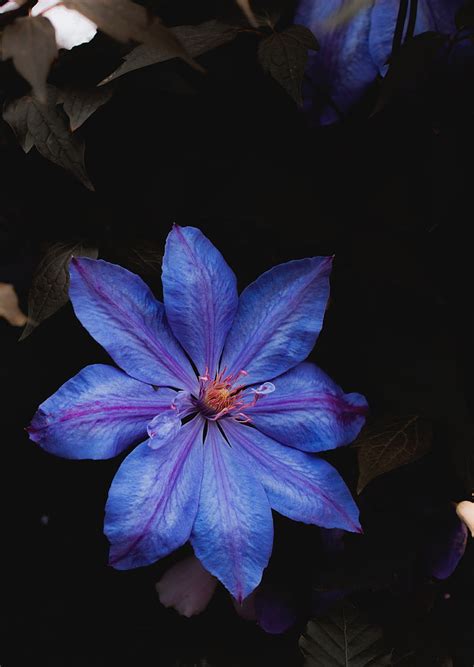 Flower Blue Bloom Plant Closeup Hd Phone Wallpaper Peakpx