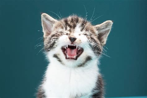 Do Cats Cry What To Know And What To Do About A Crying