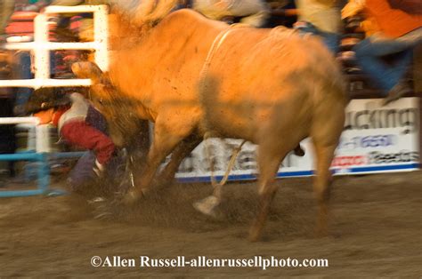 Bull Rider Being Mauled By Bull After Bucked Off At Miles City Bucking