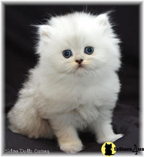 Persian Kitten For Sale Amazing Teacup Persian Kittens 15 Yrs Old