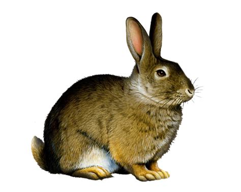 Download High Quality Rabbit Clipart Transparent Background Transparent