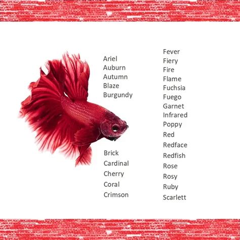 1001 Fish Names All The Best Ideas You Didnt Think Of List