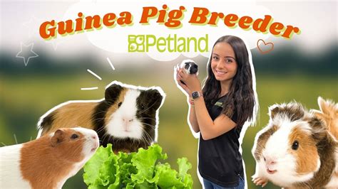 Where Do Petland Guinea Pigs Come From Youtube