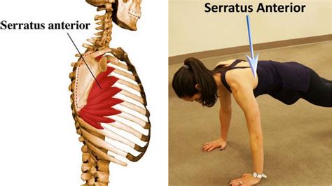 The Most Neglected Muscle During Exercise The Serratus Anterior Bar