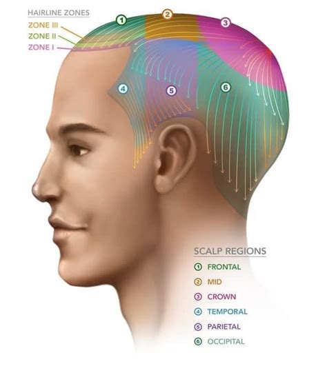 Crown Of Head Definition And Examples Biology Online Dictionary
