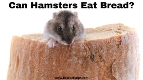 Can Hamsters Eat Bread All You Need To Know