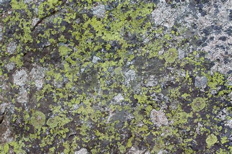 Rock Moss Texture By Joshuaraineyphotography Vectors And Illustrations