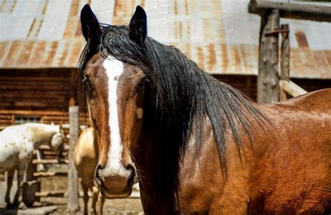 The Best Horseback Riding In Kalispell Montana Discovering Montana