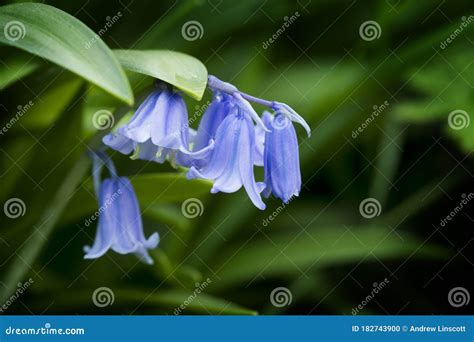 Bluebells In Flower In Spring In A Garden Stock Photo Image Of