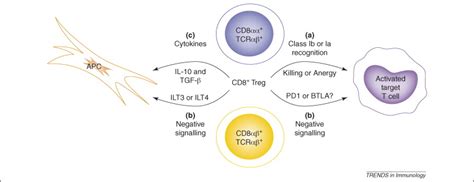 revival of cd8 treg mediated suppression trends in immunology