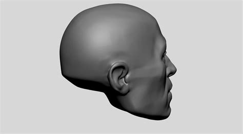 Base Male Head Anatomy 3d Model 3d Printable Cgtrader
