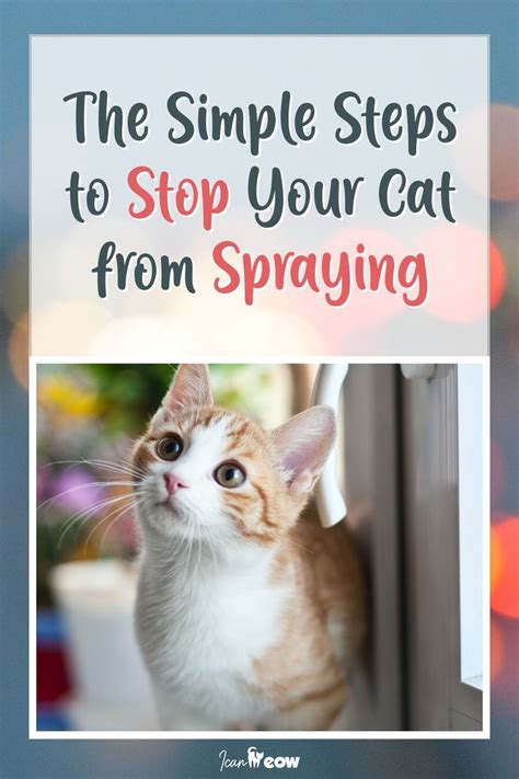 How To Stop Cat From Spraying Everywhere A Helpful Guide Artofit