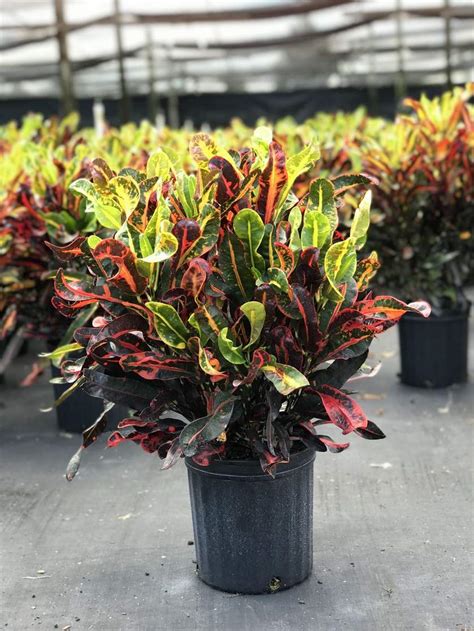 The base color is green, and. Mammy : Hybrids : Croton Codiaeum | Mercer Botanicals