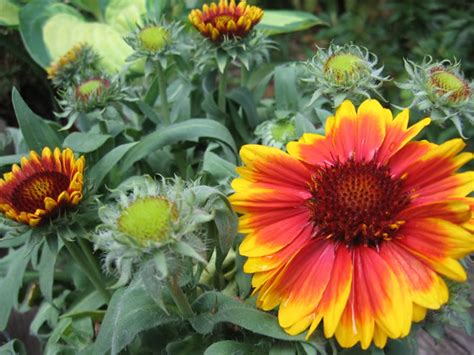 Grows well in clay soils and enjoys deep, infrequent watering. Blanket Flowers, How to Grow and Care for Blanket Flower ...