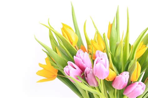 Bright Colorful Bouquet Of Tulips Spring Colorful Flowers Isolated On