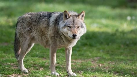Are Timber Wolves Bigger Than Grey Wolves Exploring Size Differences