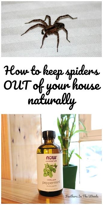 Home Remedies To Keep Spiders Out Of Your House Feathers In The Woods