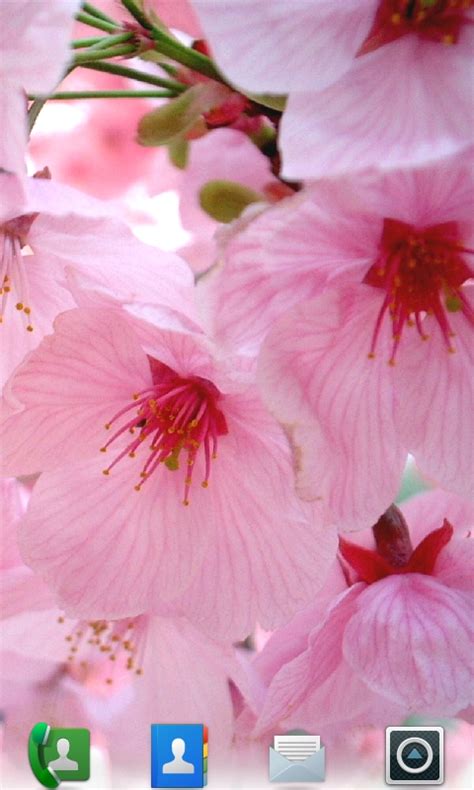Free Cherry Blossoms Live Wallpaper Apk Download For Android Getjar