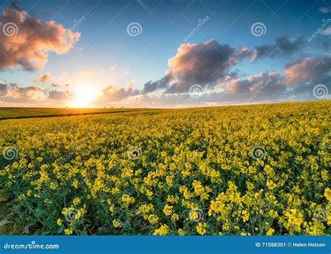 Fields Of Canola In Bloom Stock Image Image Of Kingdom 71588301