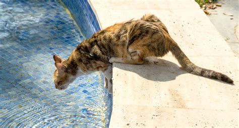 Big cats also love to swim. Can Cats Swim? (Swimming Tips with Safety Advice)