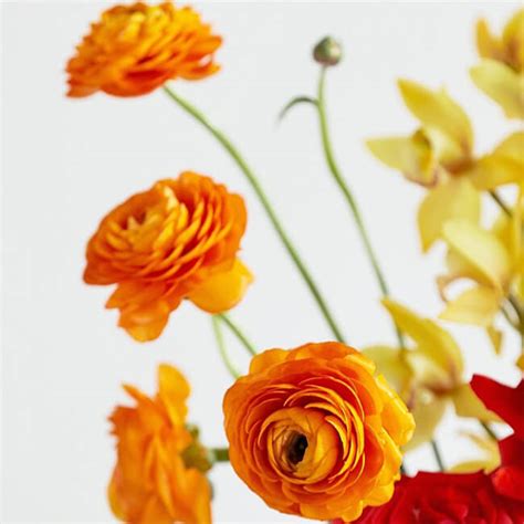 Orange Ranunculus Stem Bu Flower Delivery You Floral