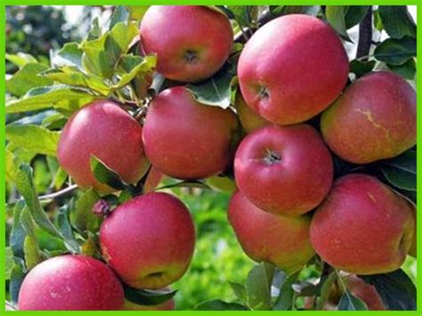 Cuka apel (apple vinegar) sangat baik dikonsumsi setiap hari karena memiliki berbagai manfaat bagi kesehatan tubuh. Pemakaian Cuka Apel Tahesta Untuk Muka | Humaera