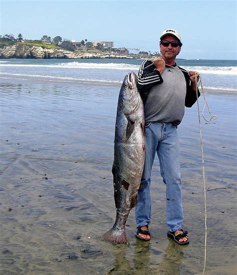 A Man Holding A 49 Pound White Sea Bass On The Beach In California