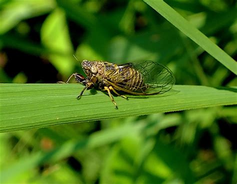 Small Cicada Cicadettana Calliope Bugguidenet