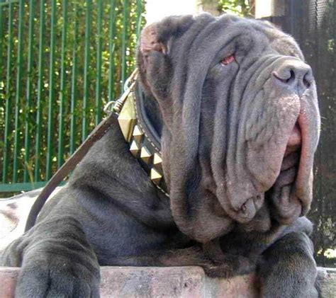 The Top 10 Ugliest Dog Breeds In The World Pethelpful
