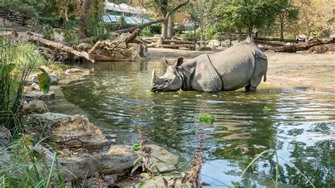 Orphan Rhinos Enjoy New Pond At Vienna Zoo