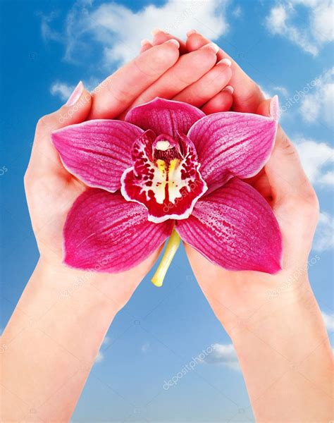 Woman Palms Holding Pink Orchid — Stock Photo © Konstantynov 5099841