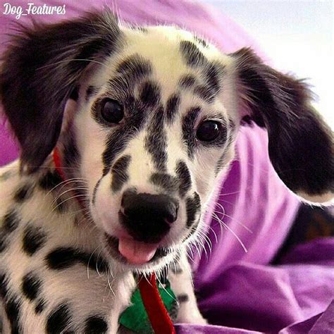 Mini Dalmatian Longhair Dog Daycare Pet Daycare Dalmatian Puppy