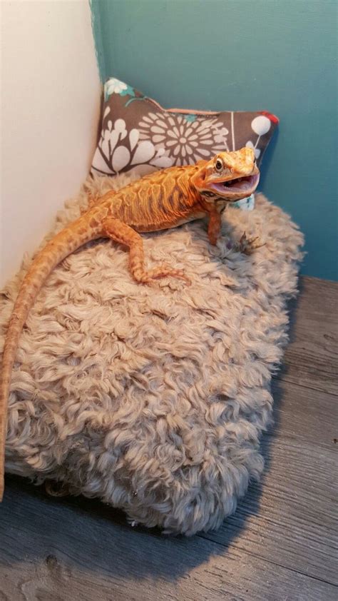 She absolutely adores this cushion! Www.ksmsdragonlandings.com Custom made bearded dragon ...