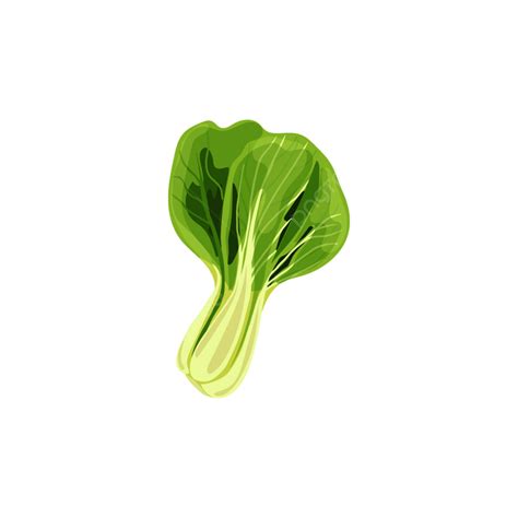 Bok Choy Clipart Transparent Png Hd Bok Choy Cabbage Different Green