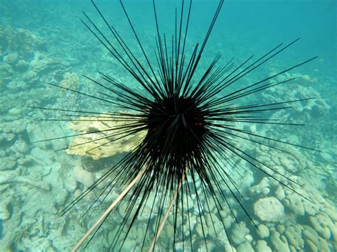 Scientists Discover Cause Of Sea Urchin Die O Eurekalert