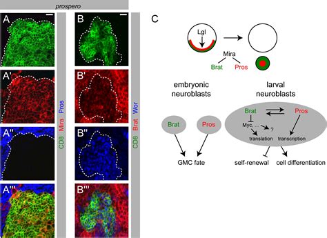 Asymmetric Segregation Of The Tumor Suppressor Brat Regulates Self