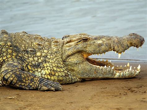 Crocodile Wallpapers Asimbaba Free Software Free Idm Forever