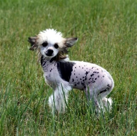 Chinese Crested Puppies Small Dog Breeds Photos And