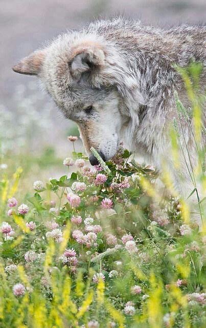 Wolf And Flowers Animals Beautiful Beautiful Wolves Wolf Love