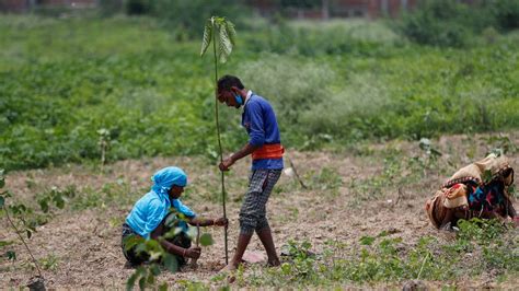 In Pics Indians Plant 250 Million Saplings As Part Of Mass Tree