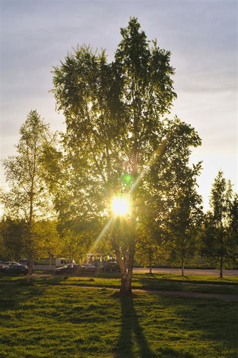 Free Stock Photo Of Sun Shining Through A Tree Download Free Images
