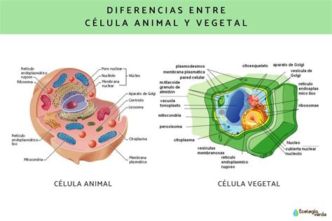 Semejanza Y Diferencia Entre Célula Animal Y Vegetal Esquemas Y Tabla