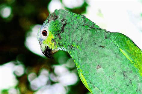 The Parrots Photograph By Amy Crum Pixels