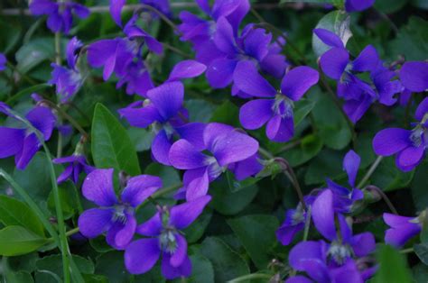 Wild Violets A Fragrant Delight