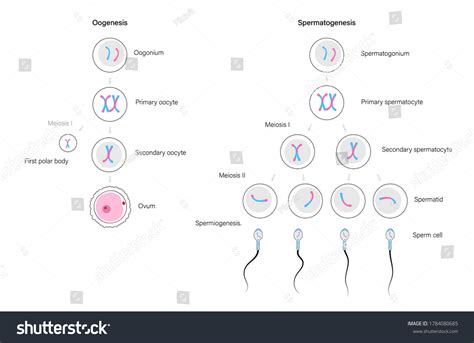 Vektor Stok Spermatogenesis Oogenesis Cell Division Dna Replication