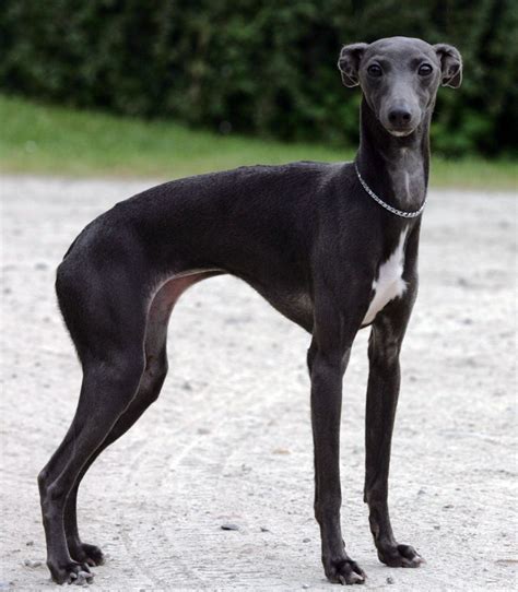 5 / 5 394 мнений. Los perros raza Galgo italiano: Lebrel más pequeño que ...