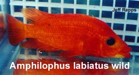 Oppdrett Av Amphilophus Labiatus Red Devil Akvaforum